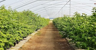 Ягодные туннели для клубники в Астрахани - НавесыСтр, монтаж и продажа от 1038 руб.